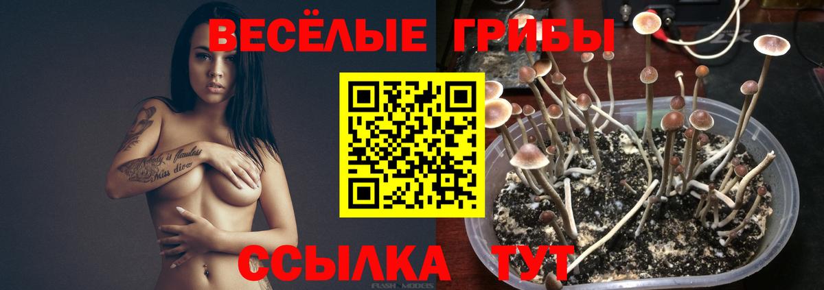купить наркотик  Вход с VPN  Дзержинск  Галлюциногенные грибы Magic Shrooms 